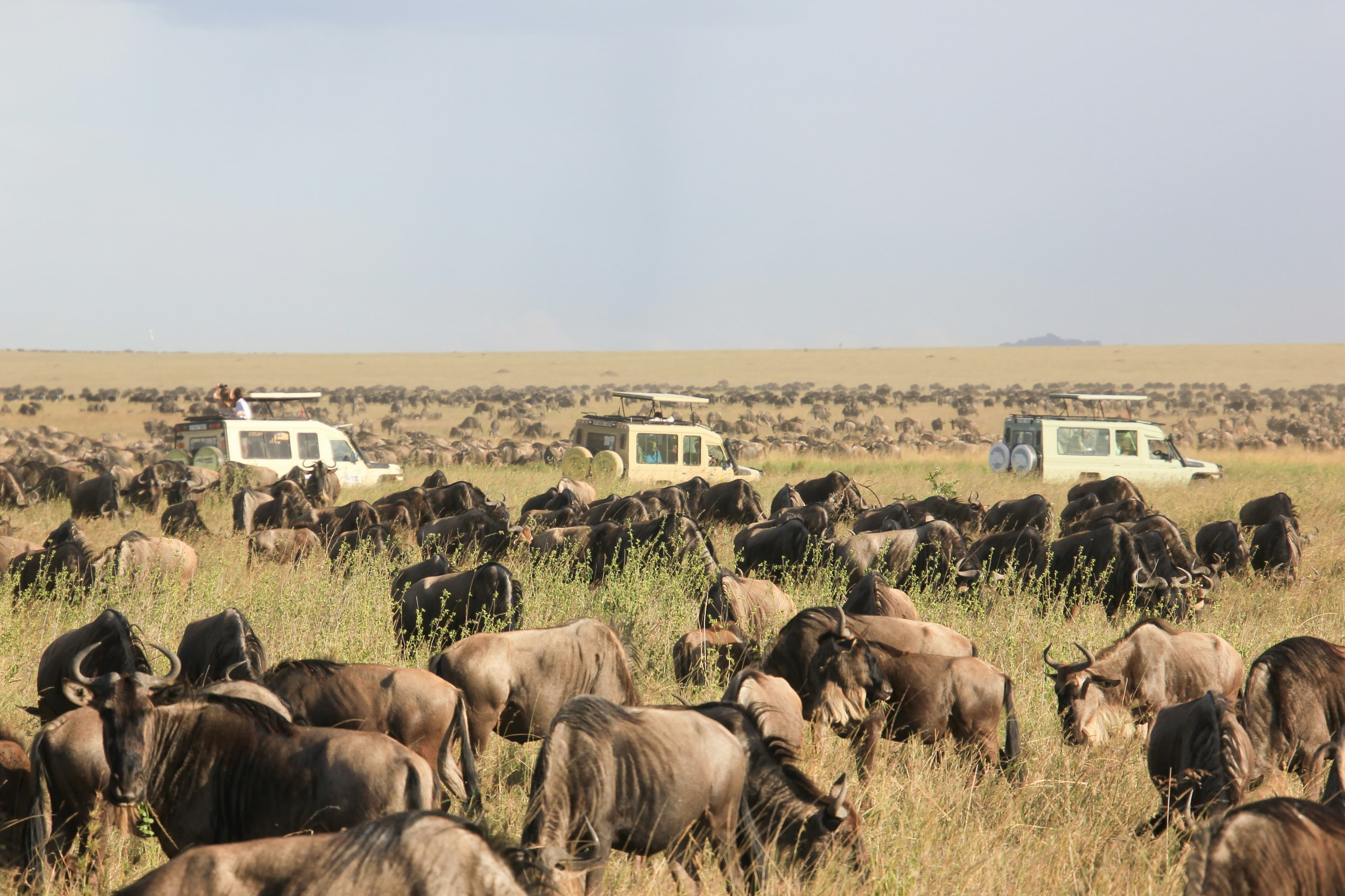 Open plains of the Serengeti